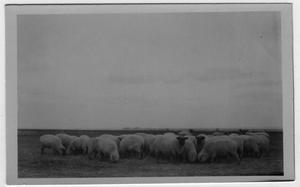 Primary view of object titled '[Sheep grazing on a farm]'.