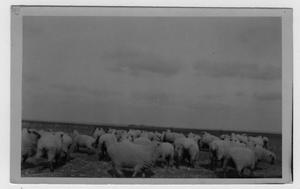 [Sheep grazing on O A Peterson Farm, Justin-Roanoke area]