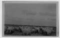 Photograph: [Sheep grazing on O A Peterson Farm, Justin-Roanoke area]