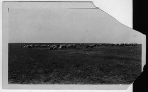 [Sheep grazing on O A Peterson Farm, Justin-Roanoke area]