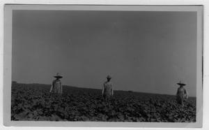 [V.M.Griffin and sons in cotton field]