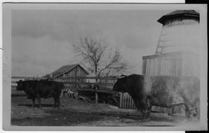 [cow and bull in lot on Peterson farm in Justin]