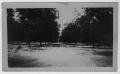 Thumbnail image of item number 1 in: '[Butterfield Pecan Orchard, Winona, TX]'.