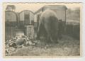 Primary view of [Photograph of Elephant by Trailers]