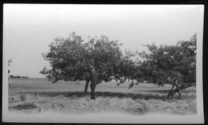 [Apple Tree in Omaha (Morris County) Texas]