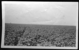 [Cotton field, three miles from house in Houston County]