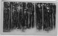 Photograph: [Old pine field in east Texas]