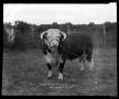 Photograph: [Bull in field]