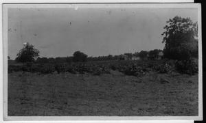 [Crops with house in distance-unidentified]