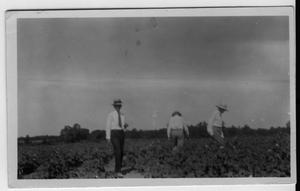 [Men in cotton field]