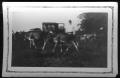 Photograph: [Man with cattle]