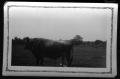 Photograph: [Bull in pasture]