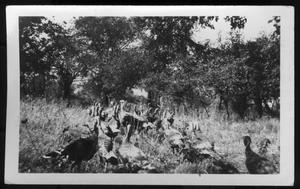 Primary view of object titled '[Flock of turkeys on Gibson farm]'.