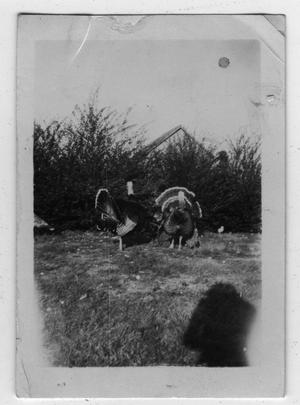 Primary view of object titled '[Two turkeys on an unidentified field.]'.