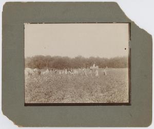 Primary view of object titled '[Cotton Picking]'.