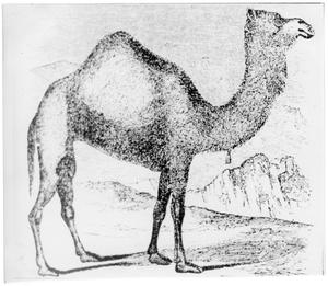 [Example of dromedary used in US Army Camel Corps]