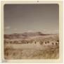 Photograph: [Head of cattle in a field near Marfa]