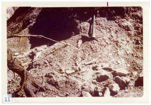 Primary view of object titled '[Collection of fossils and bones in Big Bend]'.