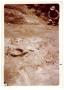 Thumbnail image of item number 1 in: '[Person observing dinosaur bones and fossils in Big Bend]'.