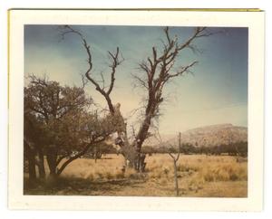[Photograph of a Dead Tree]