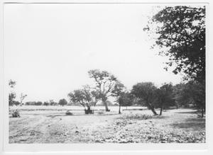 [Field and Trees]