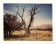 Photograph: [Photograph of a Dead Tree]