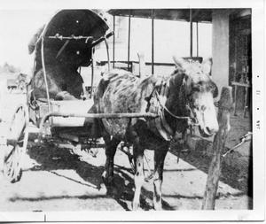 [Mule hitched to covered buggy]