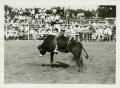 Thumbnail image of item number 1 in: '[Photograph of Bull Riding]'.