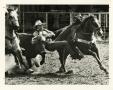 Photograph: [Photograph of Rodeo Steer Wrestling]