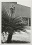 Photograph: [Photograph of a Yucca Plant]