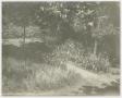 Primary view of [Photograph of Sharpe Family Garden]