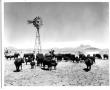 Photograph: Cattle and Cowboys near an Aermotor Windmill