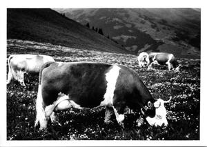 Simmental Cows Grazing in Swiss Alps