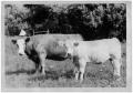 Photograph: Amor - The First Simmental Cow to Enter the United States