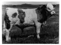 Photograph: Amor - The First Simmental Cow to Enter the United States