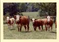 Photograph: Simmental Cattle
