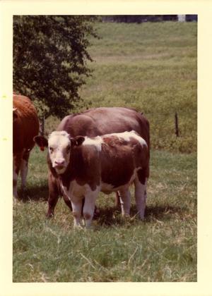 Simmental Cattle