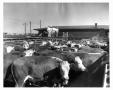 Photograph: Stockyards and Cattle