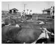 Photograph: Stockyards and Longhorn Cattle