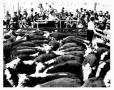 Photograph: Cattle Auction in the Stockyards