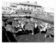 Photograph: Cattle at Ft. Worth Stockyards