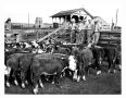 Photograph: Five Men Viewing Cattle at a Stock Show