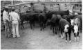 Photograph: Cattle in a Pen