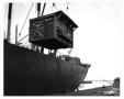 Photograph: Transporting Cattle by Ship