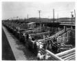 Photograph: Cattle Pens at the Oklahoma Stockyards
