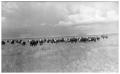 Photograph: Cattle on the Range in West Texas