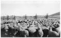 Photograph: Sheep in a Corral on a  Ranch