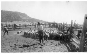 Sheep on a Ranch in West Texas