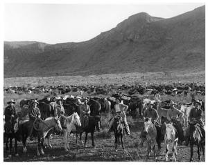 Cowboys Driving Cattle across West Texas