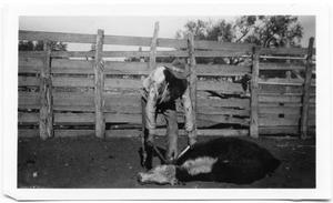 Dehorning a Calf at the Treadwell Ranch